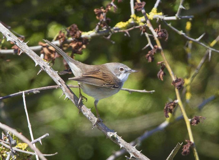 Whitethroat