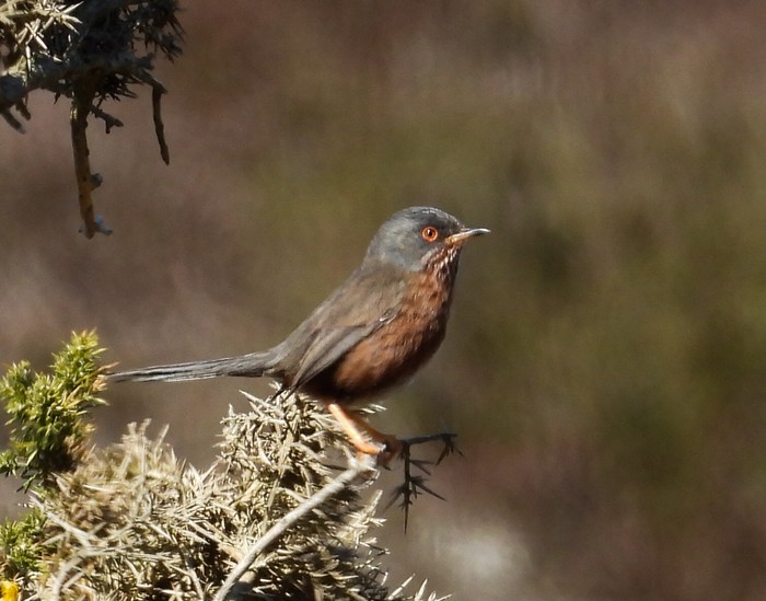 Dartford Warbler