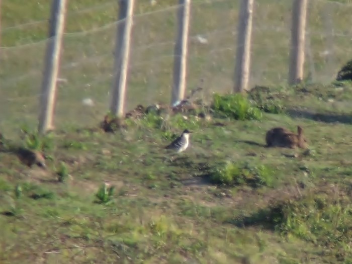 Great Spotted Cuckoo