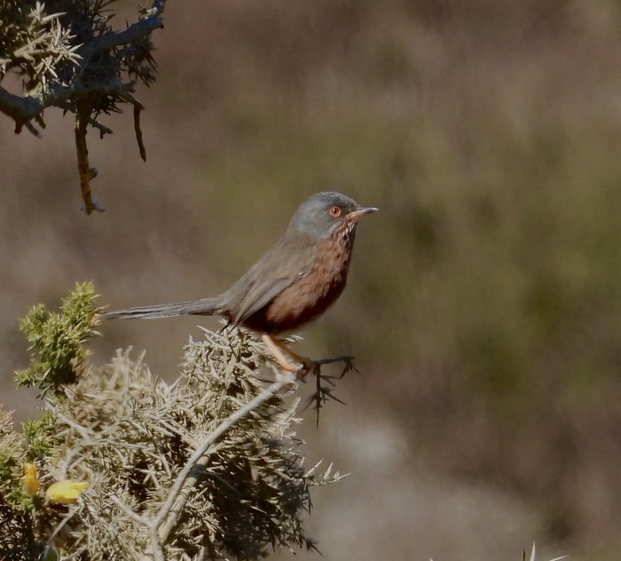 Dartford Warbler