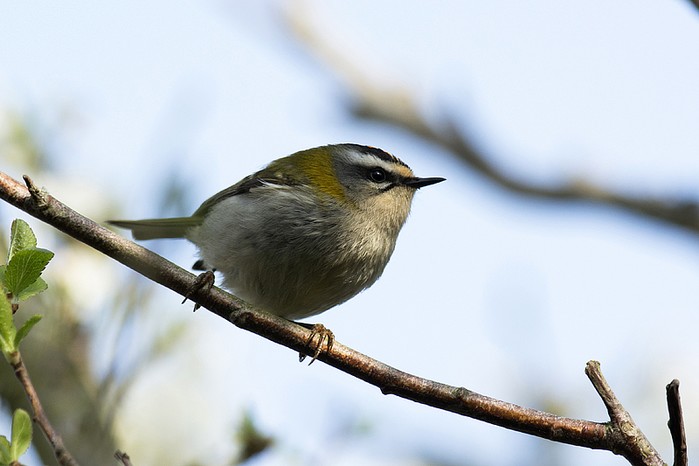 Firecrest
