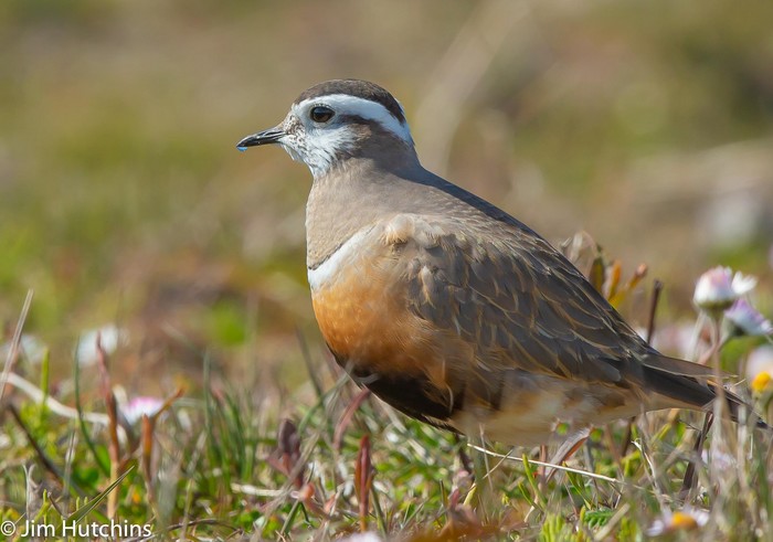 Dotterel