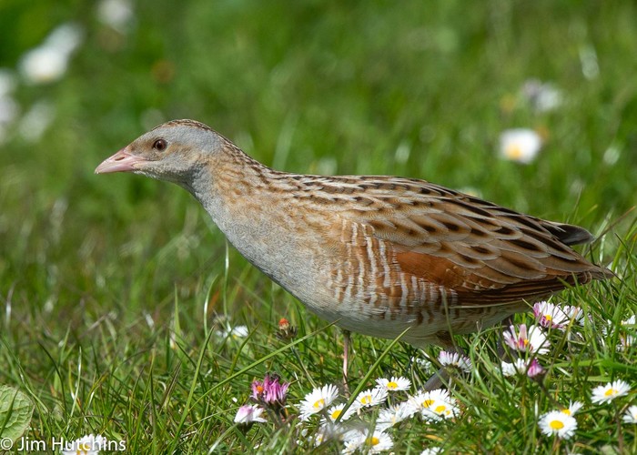 Corncrake