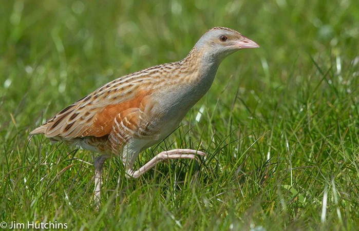 Corncrake