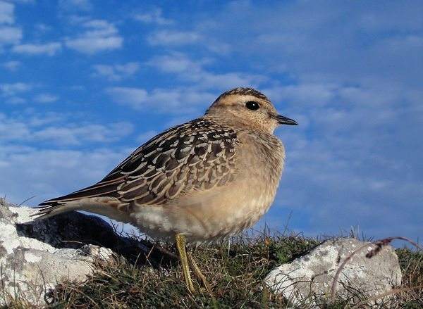 Dotterel