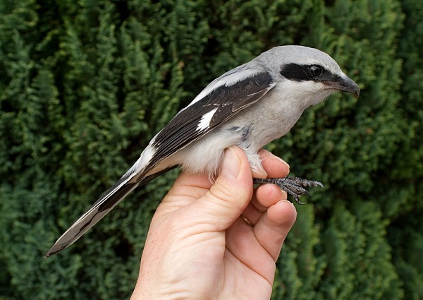 Great Grey Shrike