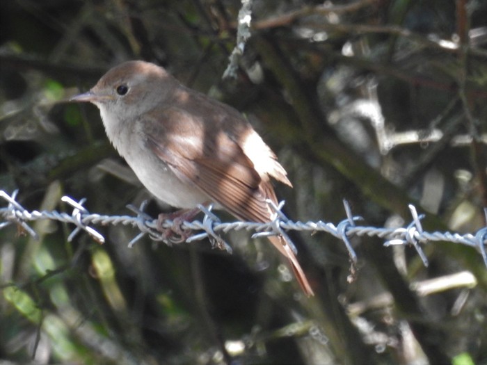 Nightingale