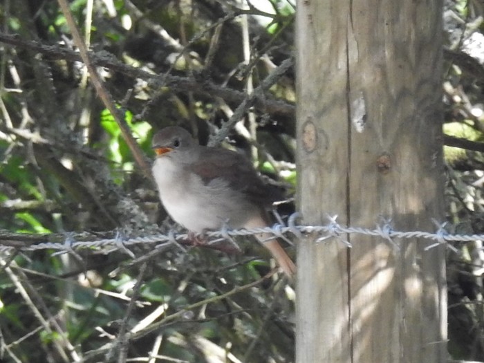 Nightingale