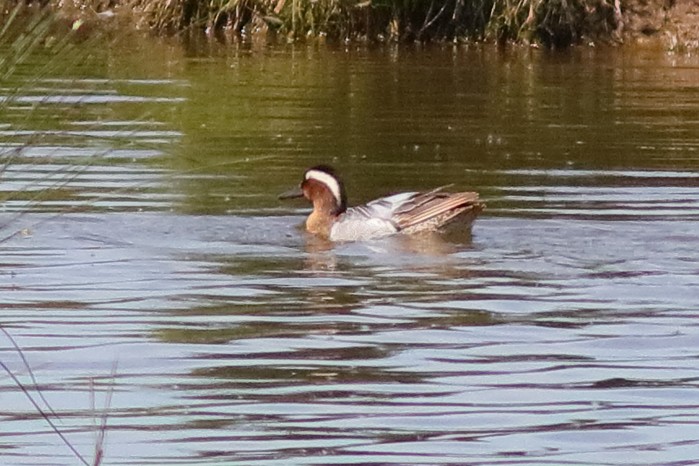 Garganey