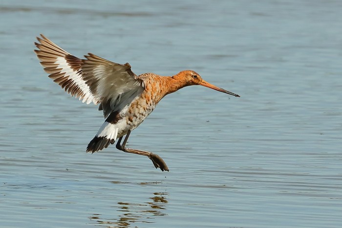 Black-tailed Godwit