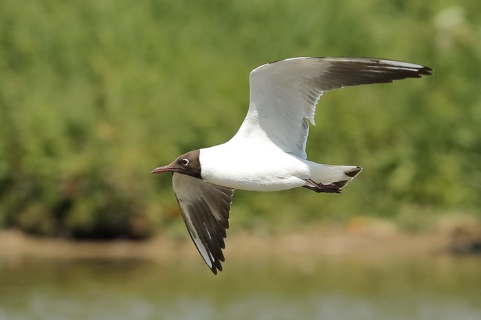 Black-headed Gull