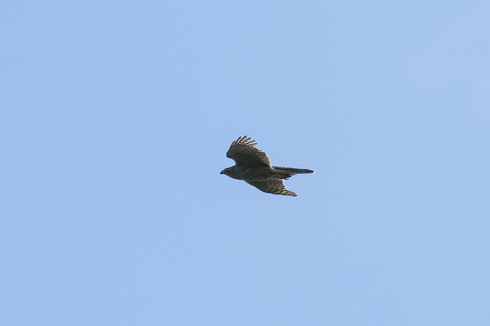 Goshawk