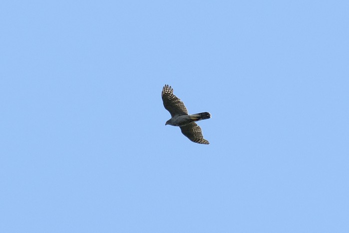 Goshawk