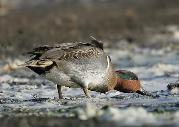 Green-winged Teal