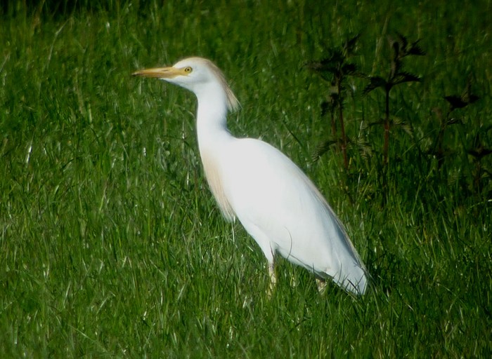 Cattle Egret