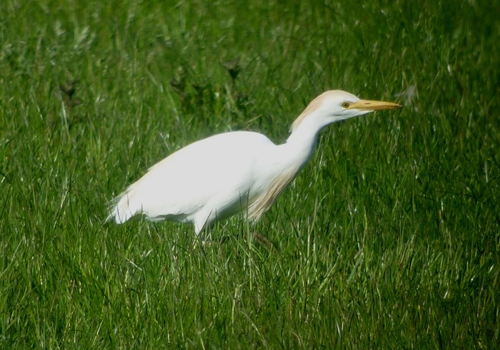 Cattle Egret