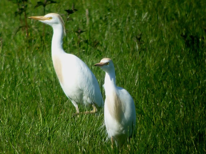 Cattle Egret