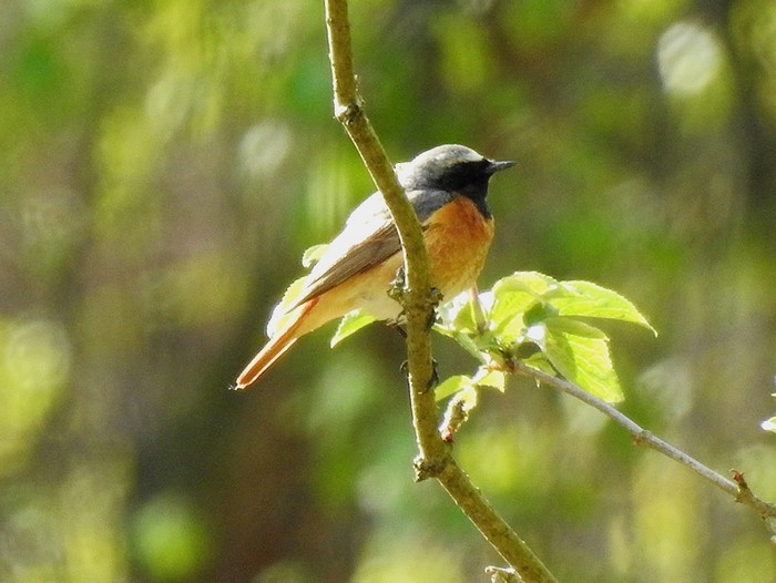 Redstart
