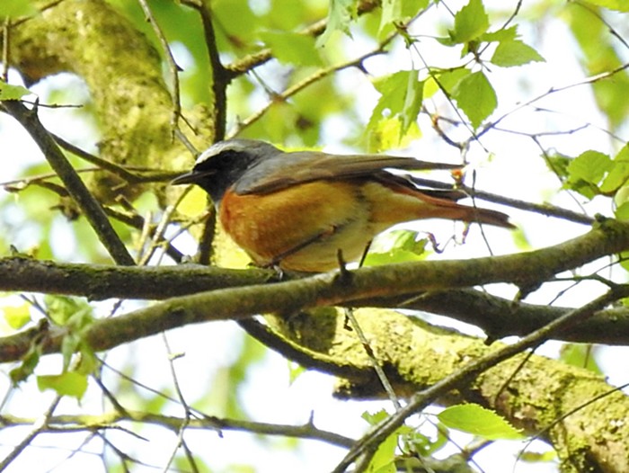Redstart