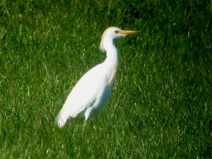 Cattle Egret