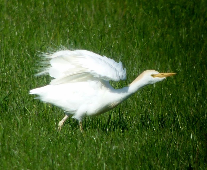 Cattle Egret