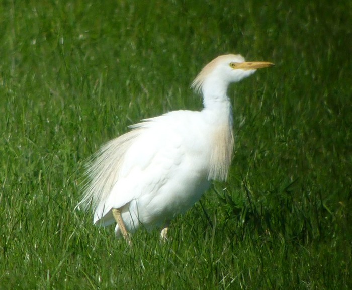 Cattle Egret