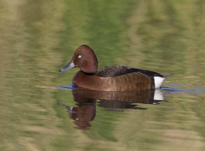 Ferruginous Duck