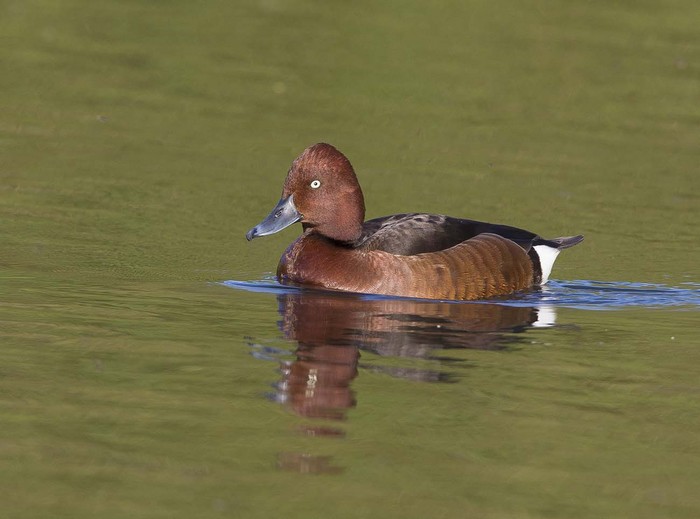 Ferruginous Duck