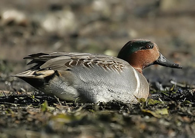 Green-winged Teal