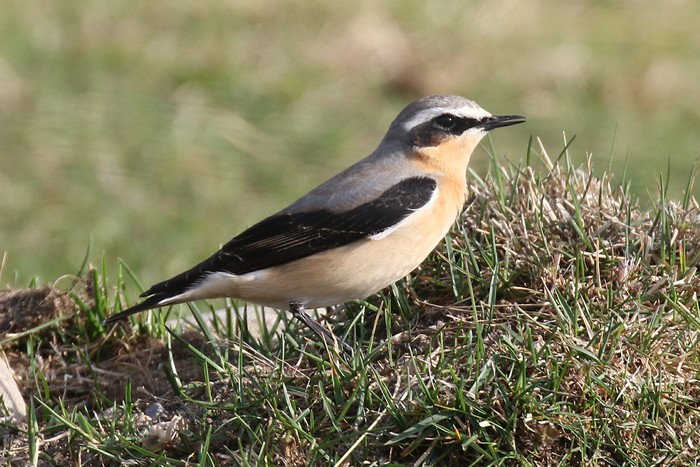 Wheatear