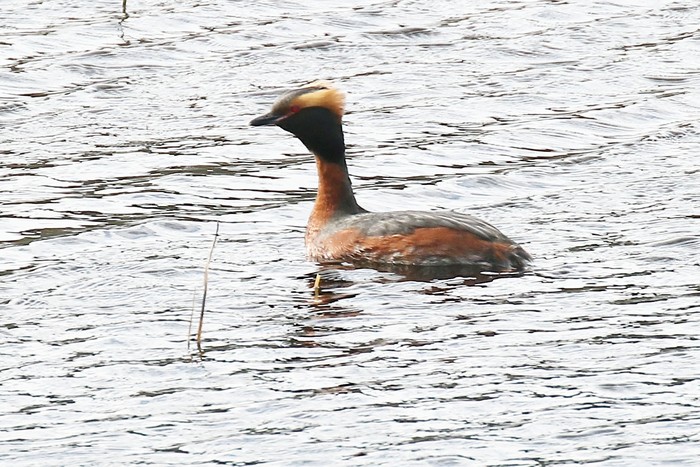 Slavonian Grebe