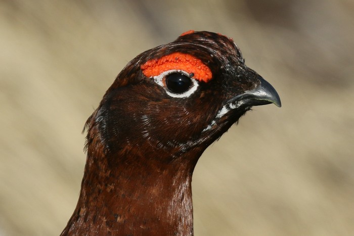 Red Grouse