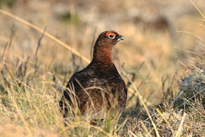 Red Grouse