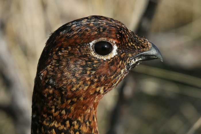 Red Grouse