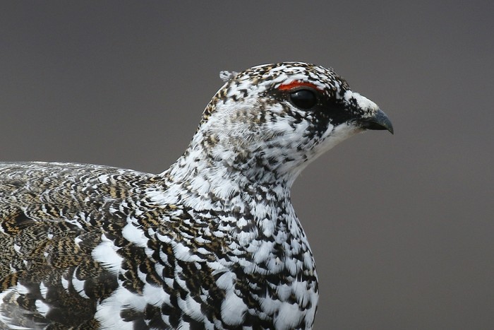 Ptarmigan