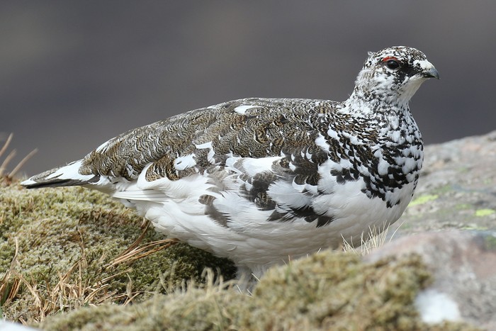 Ptarmigan