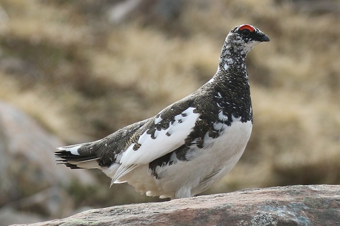 Ptarmigan