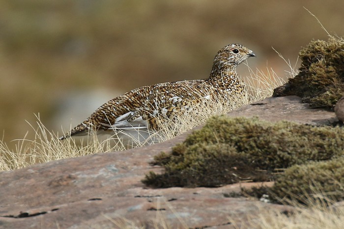 Ptarmigan