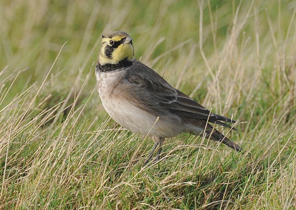 Shorelark