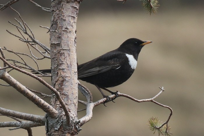 Ring Ouzel