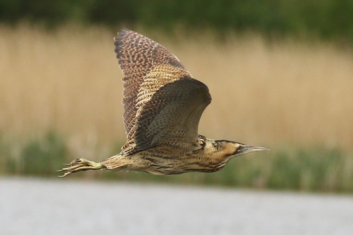 Bittern