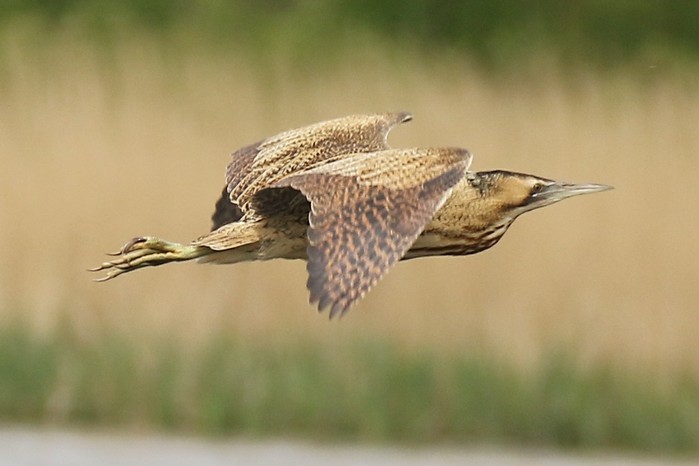 Bittern