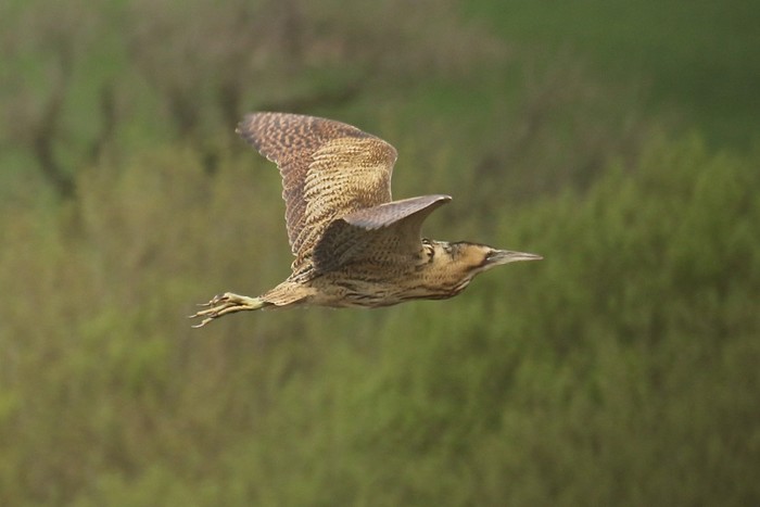 Bittern