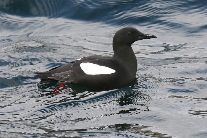 Black Guillemot