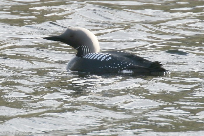 Black-throated Diver