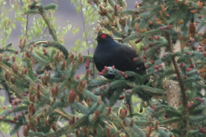Black Grouse