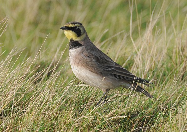 Shorelark