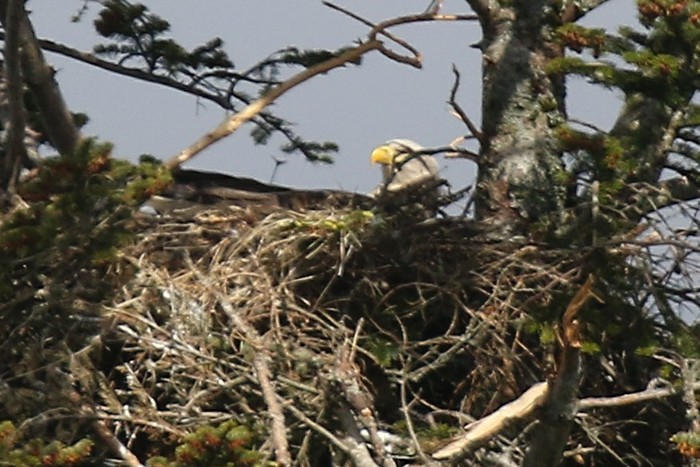 White-tailed Eagle