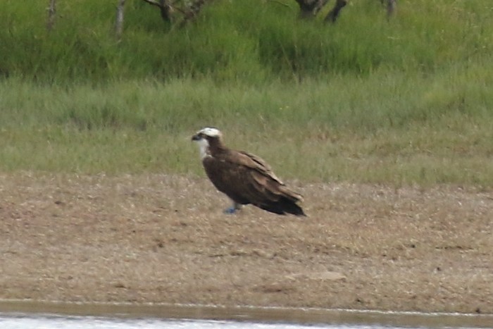 Osprey