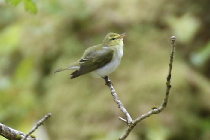 Wood Warbler